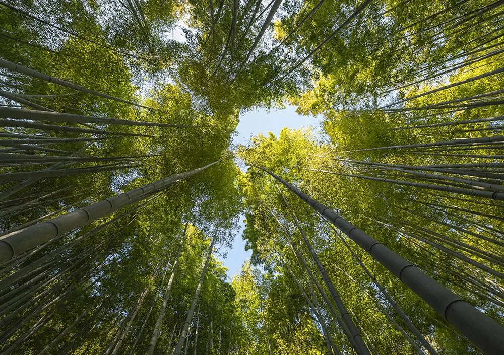 Développement durable - Agir aujourd'hui pour construire demain